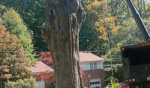 O & O Tree Service expert's