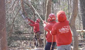 Unlimbited Tree Service