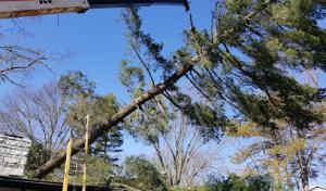 Southfork Tree Services