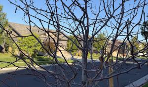 The Davey Tree Expert Company