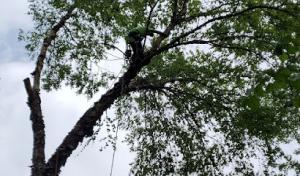 Hawkins Maintenance