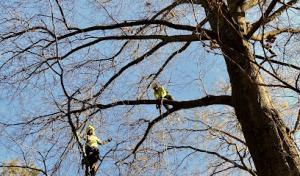 Arborpolitan Tree & Garden Care