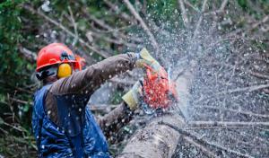 Tree Services Manhattan