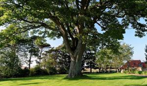 Moore's Tree Service & Stump Grinding