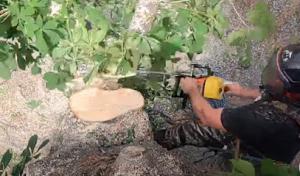 Wheaton Tree Removal