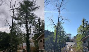 Atlanta Tree All Stars