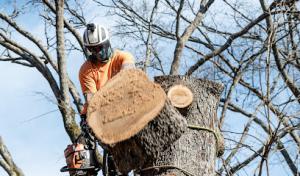 JP Tree Service Company