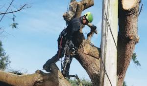 AA Tree Service