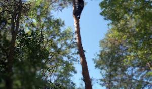 Sheltons Top Tier Tree Service