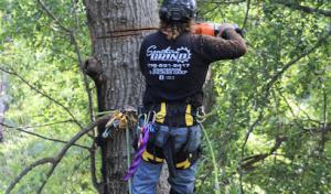 Southern Grind Stump & Tree Removal