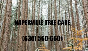 Naperville Tree Care