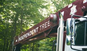 Independent Tree