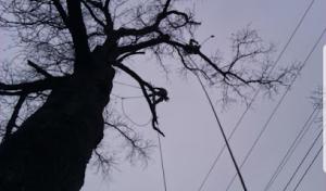 Go Green Tree & Outdoor Services