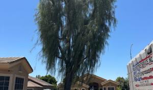 Jason's Tree Service