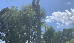 Stumpys Tree & Stump Removal