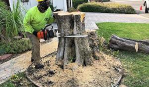 USA Tree Care Pros