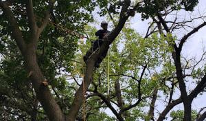 South Elgin Tree Works
