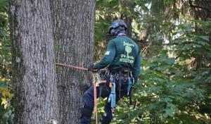 Junior Tree Service