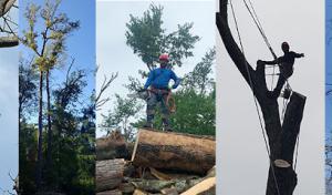 Alex & Son Tree Services