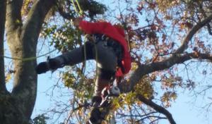 Green Nature Tree Services