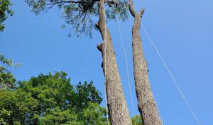 The tree guy service