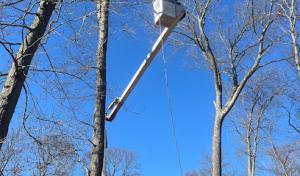 Victorio Tree Service & Landscaping