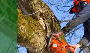 Eugene M Brennan Tree Service
