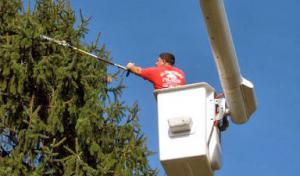 All Maintenance Tree & Excavating Service