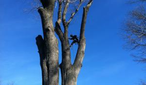 Granger Tree Service