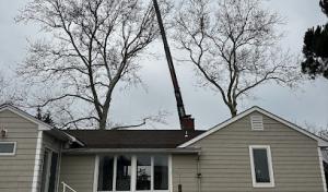 LA's Quality Tree Service