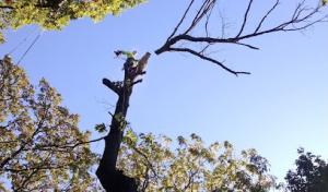 Aerial Rigging Specialists/ Certified Arborist