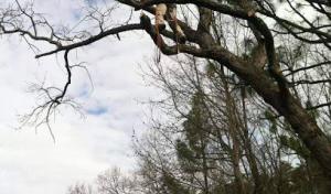 Log & Leaf Tree Service