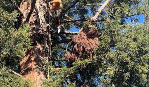 Castillo Tree Service