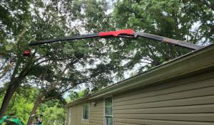 Jernigan Tree Experts