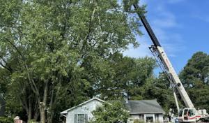 Elite Tree Care