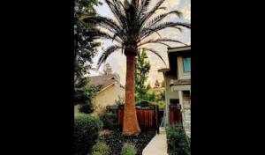 Better City Tree Services