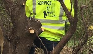 Reyes Tree Services