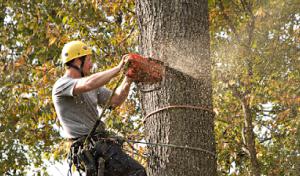 Amoroso Tree Service