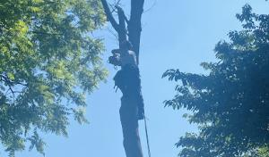 Alpha Tree & Property Service