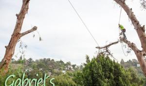 Gabriel´s Tree Service & Landscaping