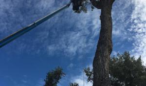 AAA Trees Done Right