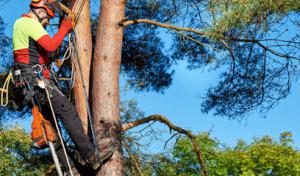 Wellspring Tree Care