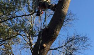 Tree Service Experts
