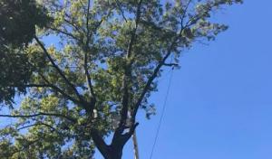 Ax-It Tree Service & Landscaping