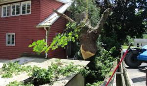 Penn Haven Tree Works & Firewood