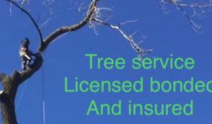 New Look Lawn & Tree Service