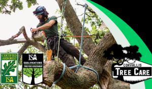 Corvallis Tree Care | Oregon Tree Company