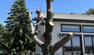 On The Block Landscape & Tree Service