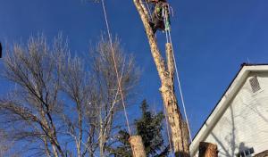 North Fork Tree Service