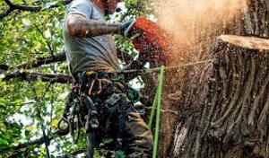 Blue River Forestry & Tree Care